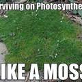 Like a Moss