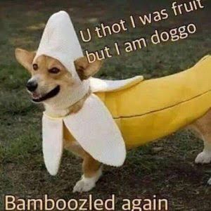 Banana dog - meme