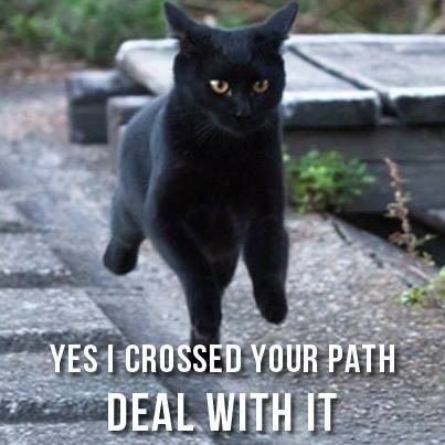 Black cat crosses your path - meme