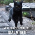 Black cat crosses your path