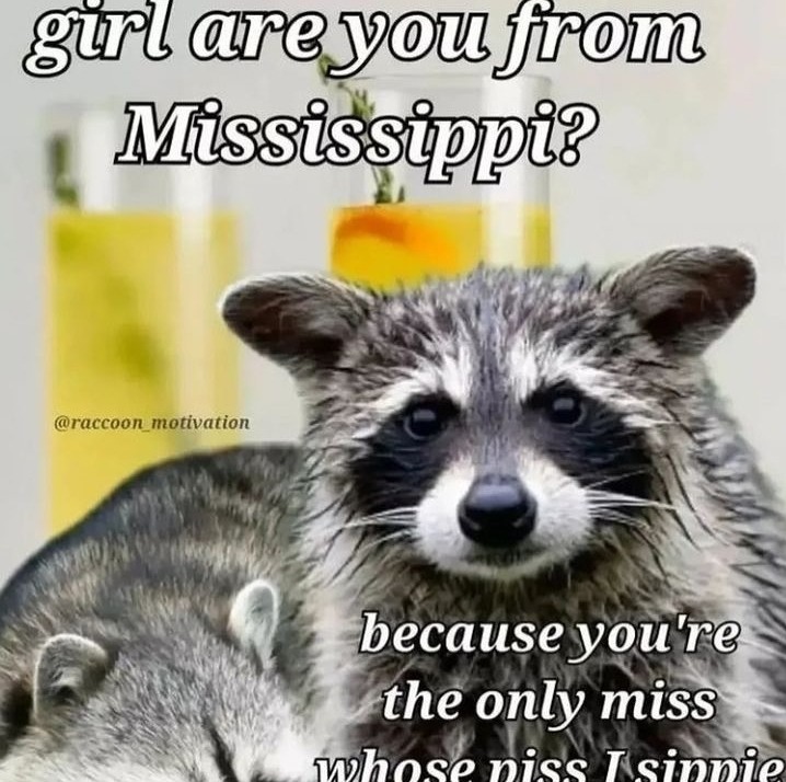 Raccoons steal trash (aka ur girl) - meme