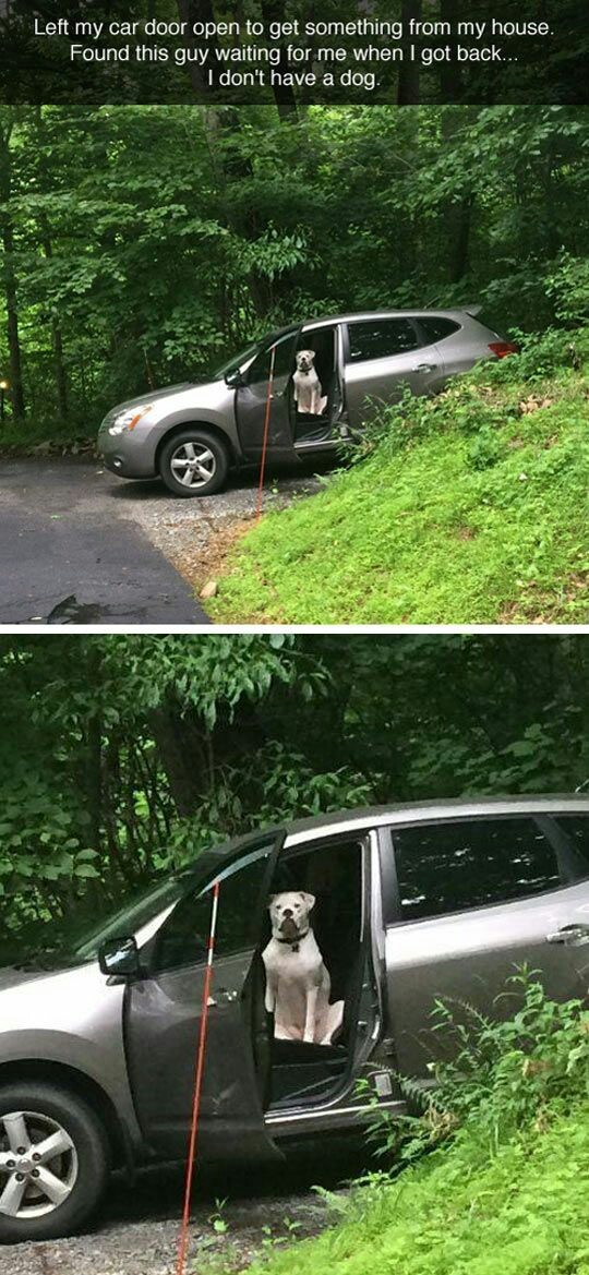 Usually we find pets.. This pup found his owner - meme