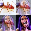commented item thumbnail