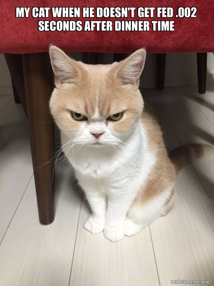 Angry Cat - meme
