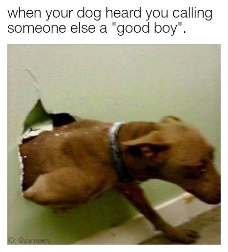 Calling other dog s good boy - meme