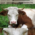 Don't mess with cows