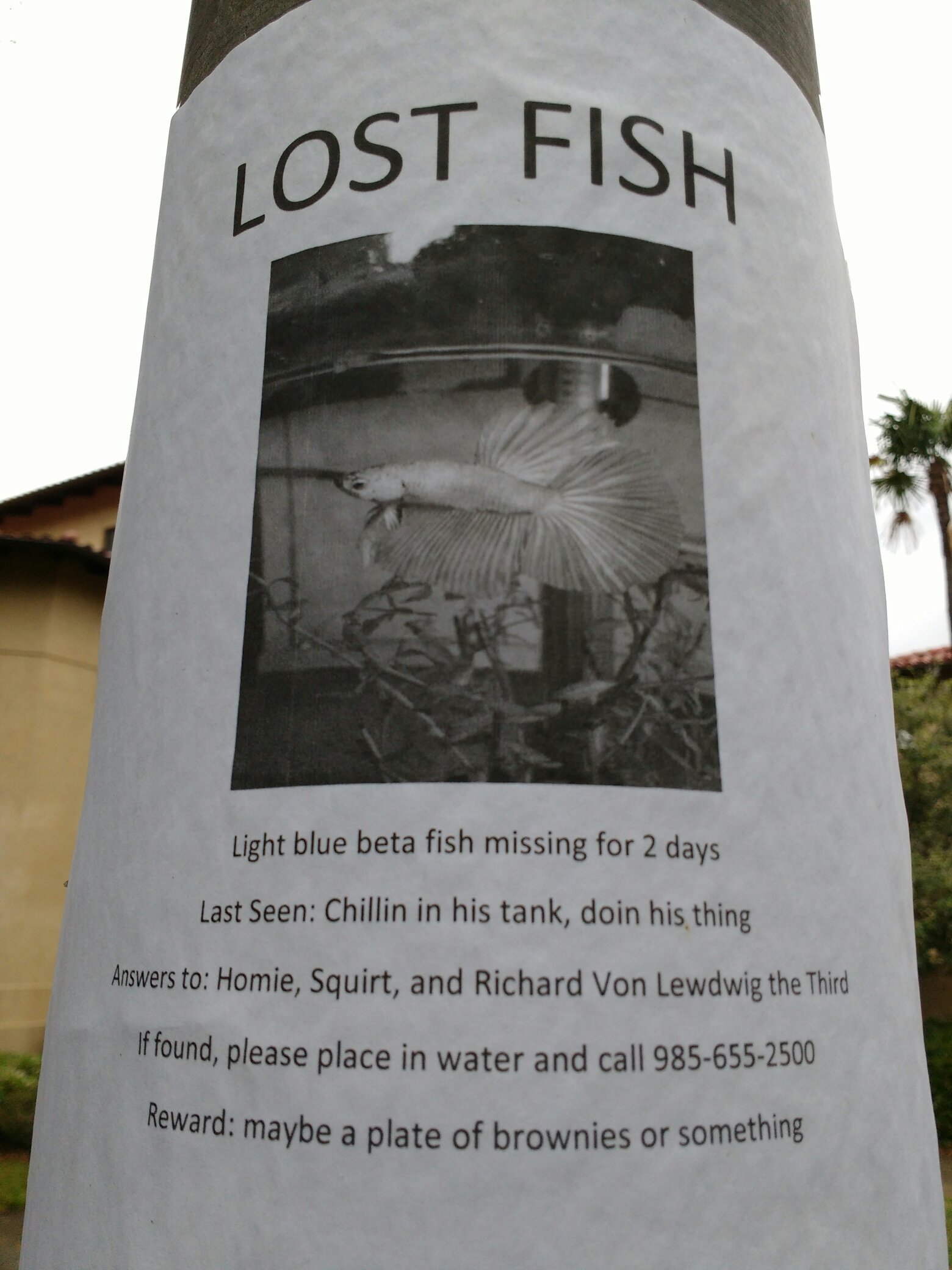 Lost fish - meme