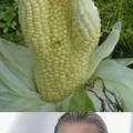 visible corn fusion