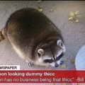 dummy thicc raccoon