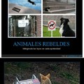 ANIMALES REBELDESSSSS