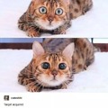 Kitty eyes