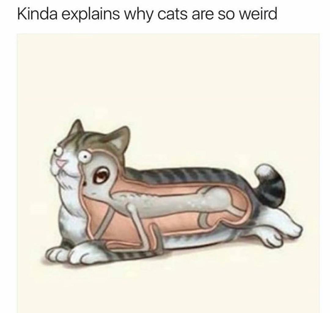 Funny cats meme