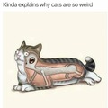 Funny cats meme