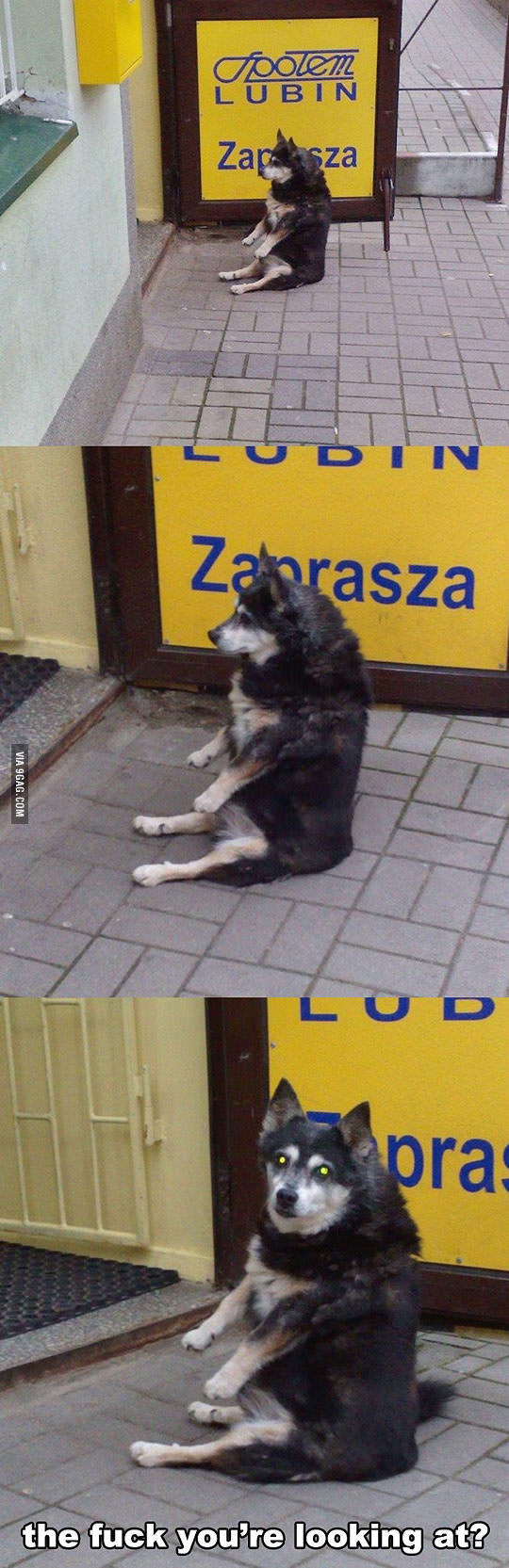 That dog is waiting like a boss - meme