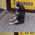 That dog is waiting like a boss
