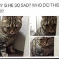 Sad cat
