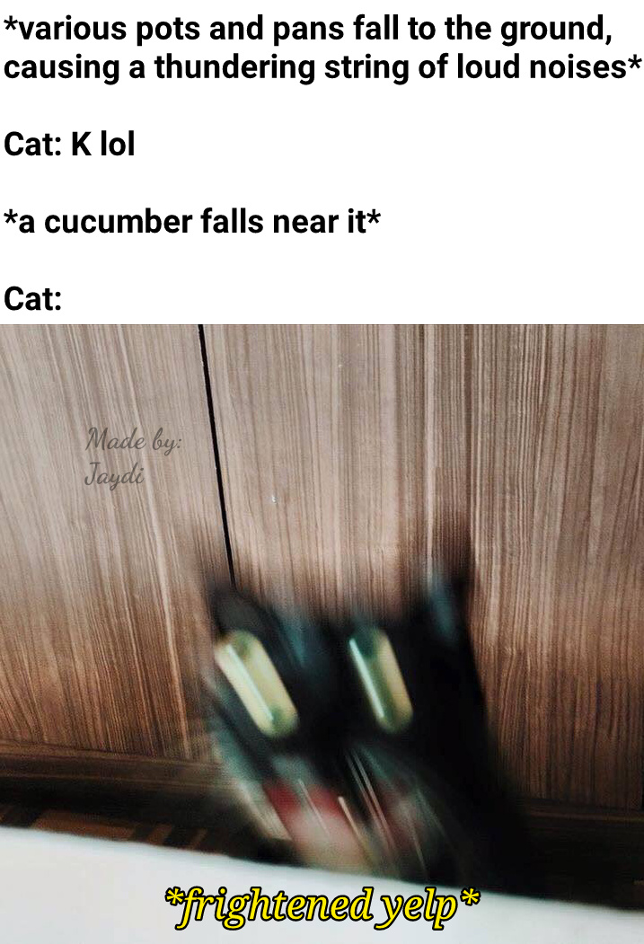 How do I spook the neighbor's house cat? Lil shit is trying to get inside my house - meme