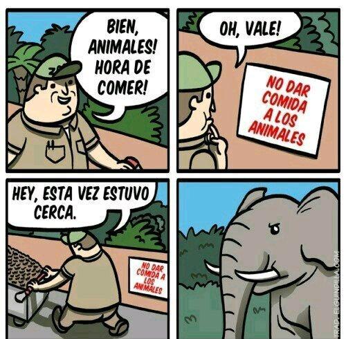Pobre elefante - meme