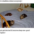 cat bed