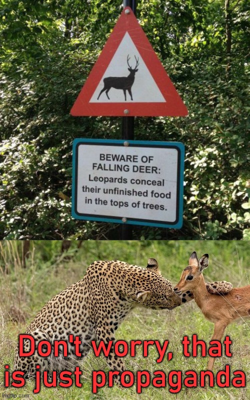 Where do they conceal unfinished leopards? - meme