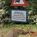 Where do they conceal unfinished leopards?