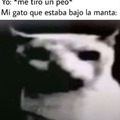 Gato