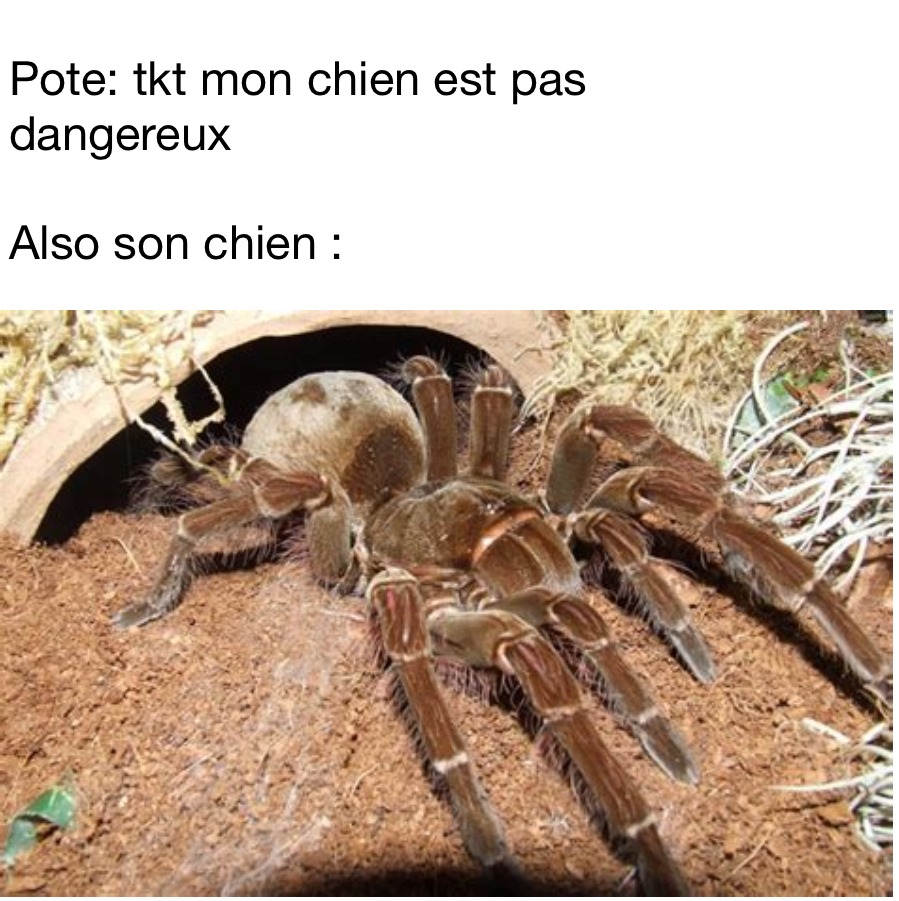 Premier même - meme