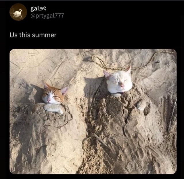 us this summer: delulu, broke, still hot tho - meme