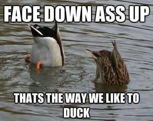 Ducky style - meme