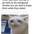 Post more mongoose memes