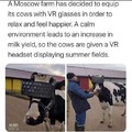 the cow matrix