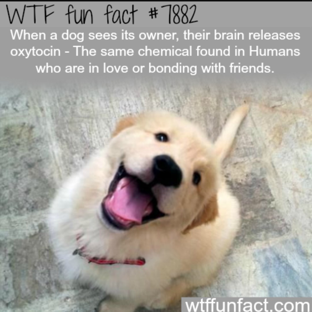 Good Boy Doggo Fact - meme