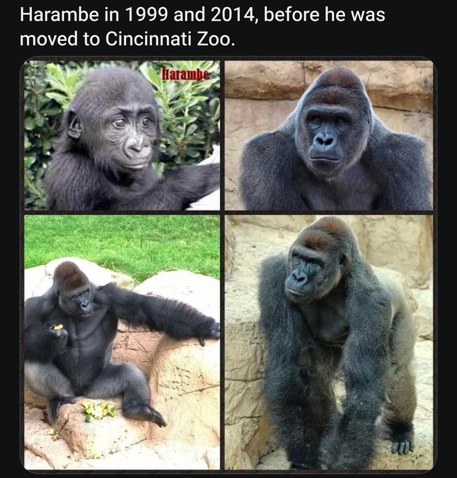 Harambe through the years... before it all changed - meme