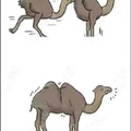 l'origine des chameaux