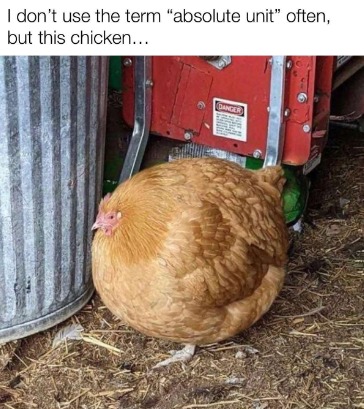 Circle chicken - meme