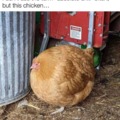 Circle chicken