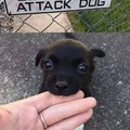 commented item thumbnail