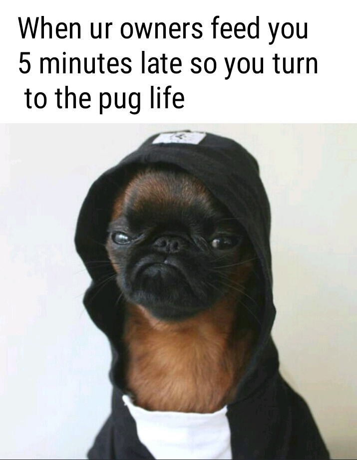 Pug life - meme
