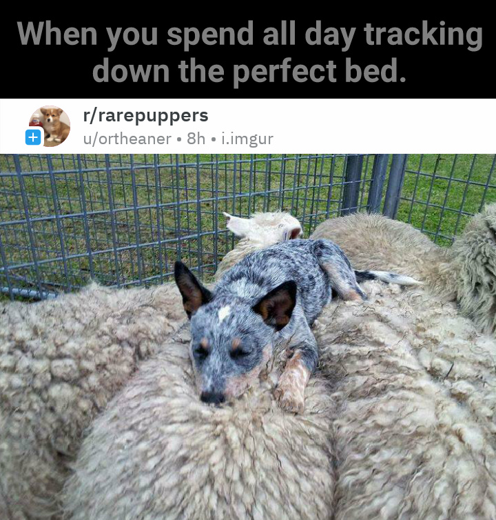Counting sheep - meme