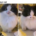 Monsieur cat meme