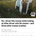 "that guy hit a moose! What a moron." ...  *hits moose*