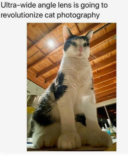 Giant Cat - meme