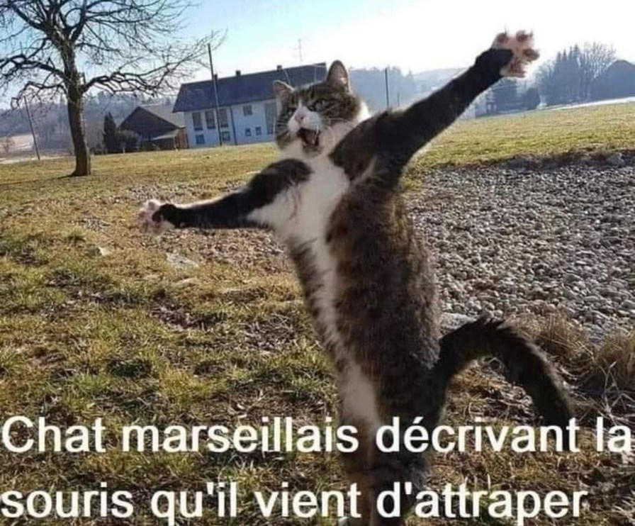 Chat marseillais qui raconte sa chasse comme un film d'action - meme