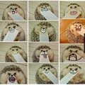 Hedgehogs!