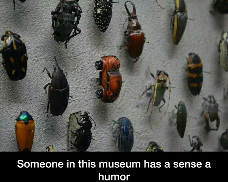 Beetles - meme