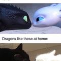 What does the dragon say? (Meow)