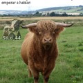 Joder amo las vacas // Bottom Text