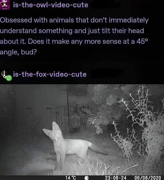 Wholesome animals - meme