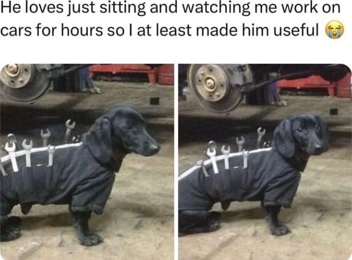 Useful doggo carrying tools around - meme
