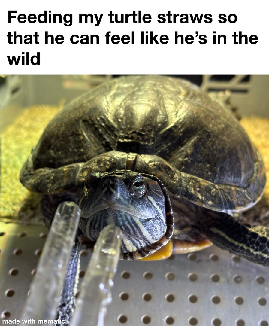 Feeding straws to my turtle so he feels at home. Nature healed - meme